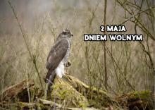 Dzień wolny 2 maja