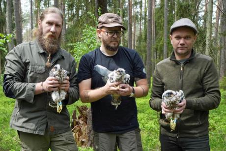Spychowskie sokoły zaobrączkowane