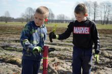 Nie było lasu- jest las